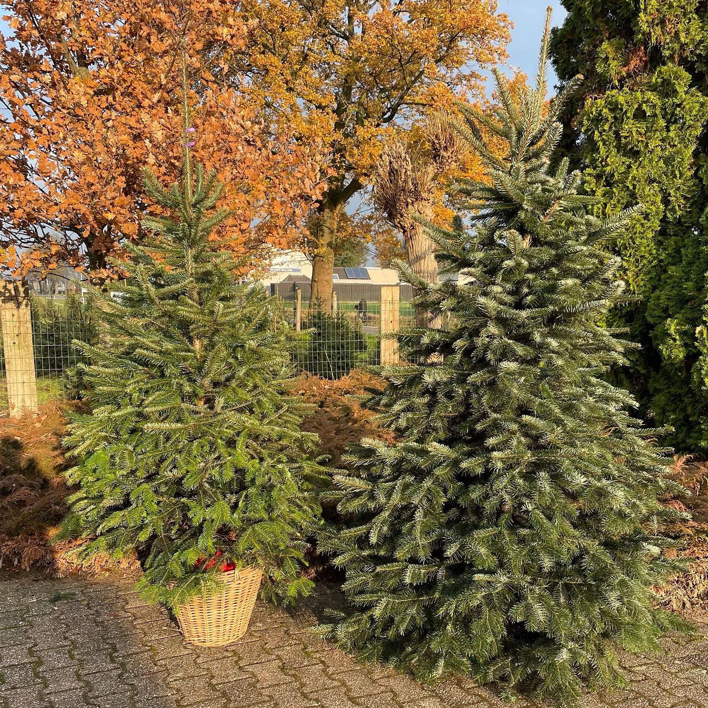 Kerstboom