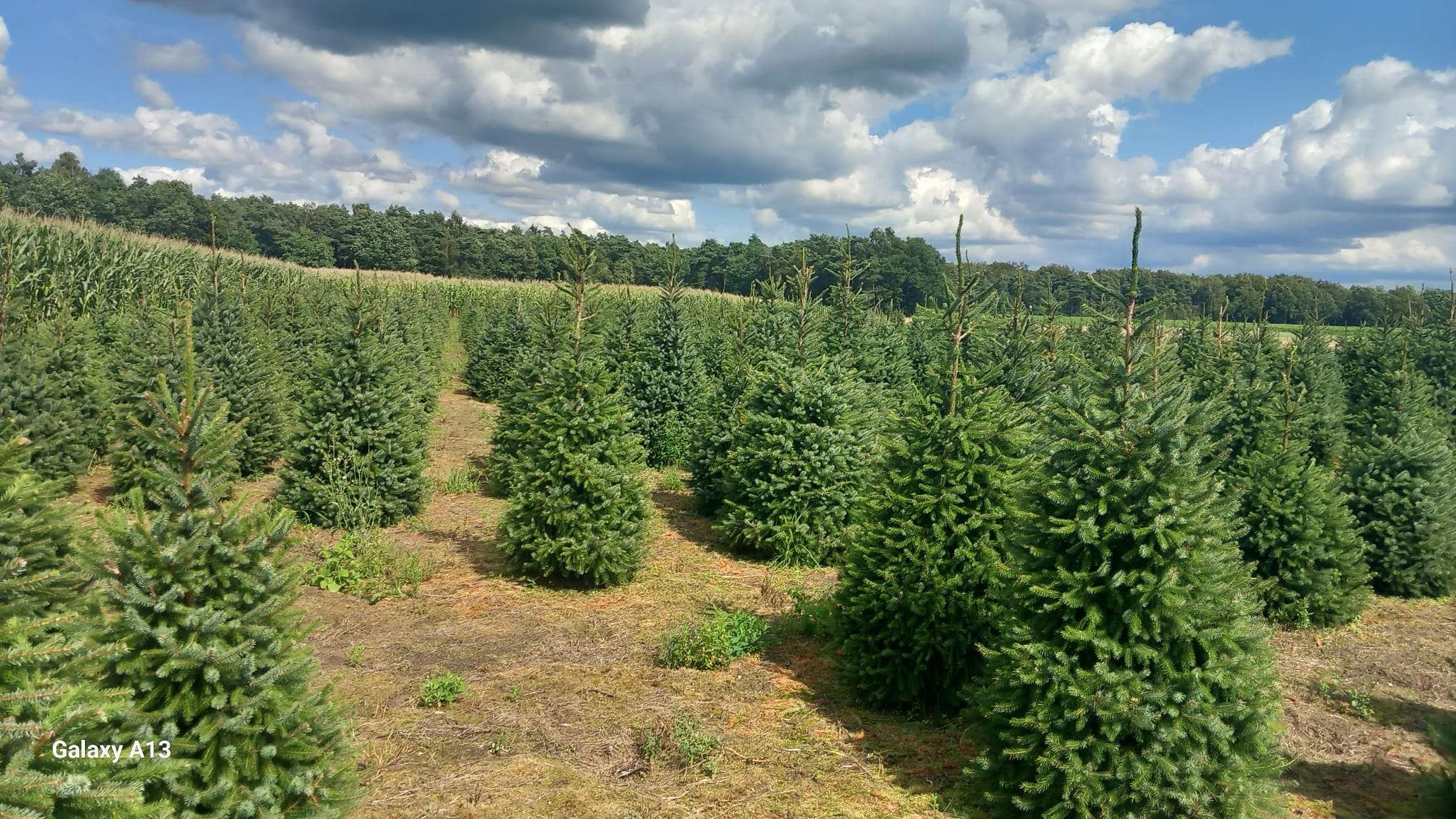 Kerstboom