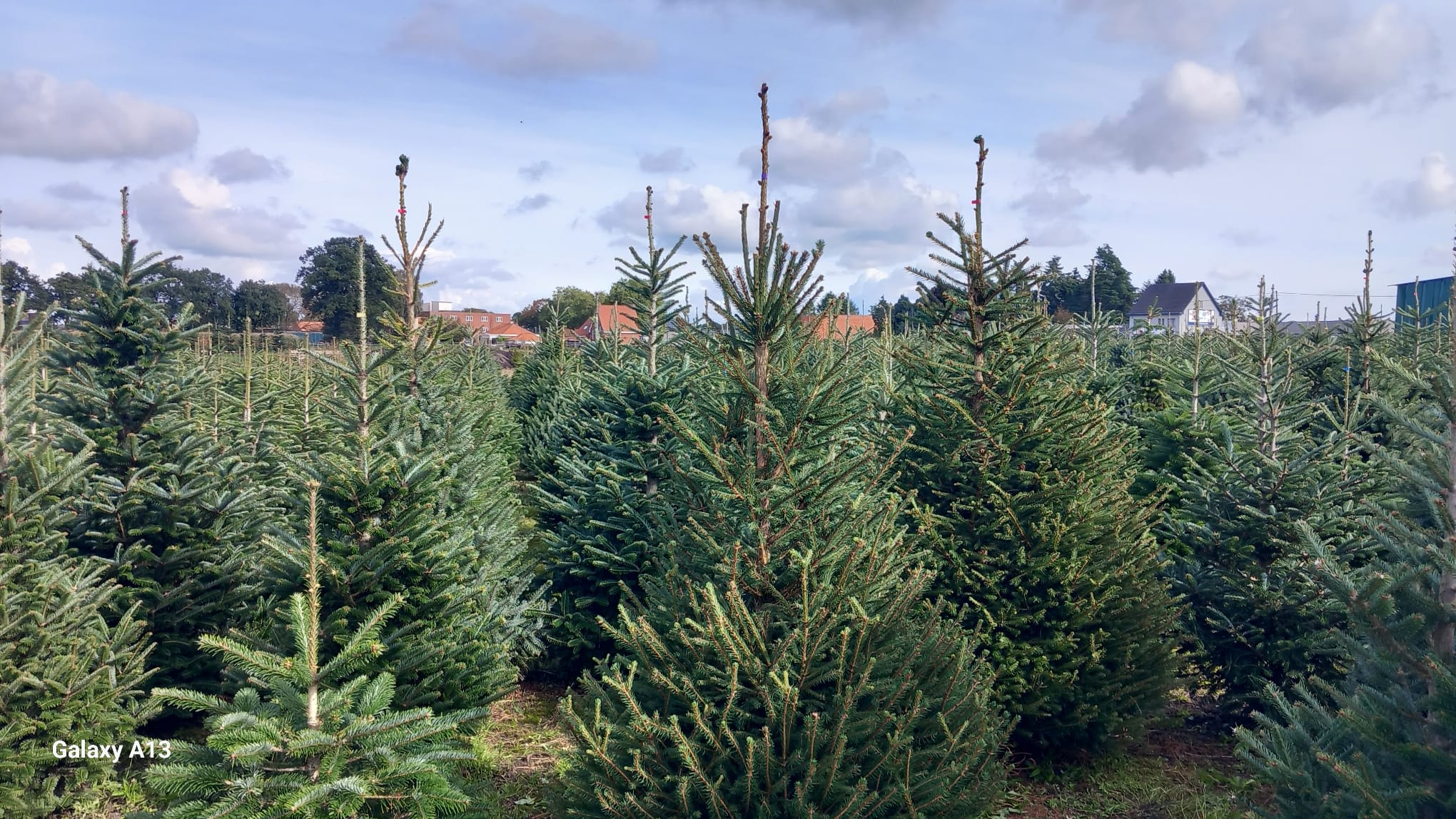 Kerstboom